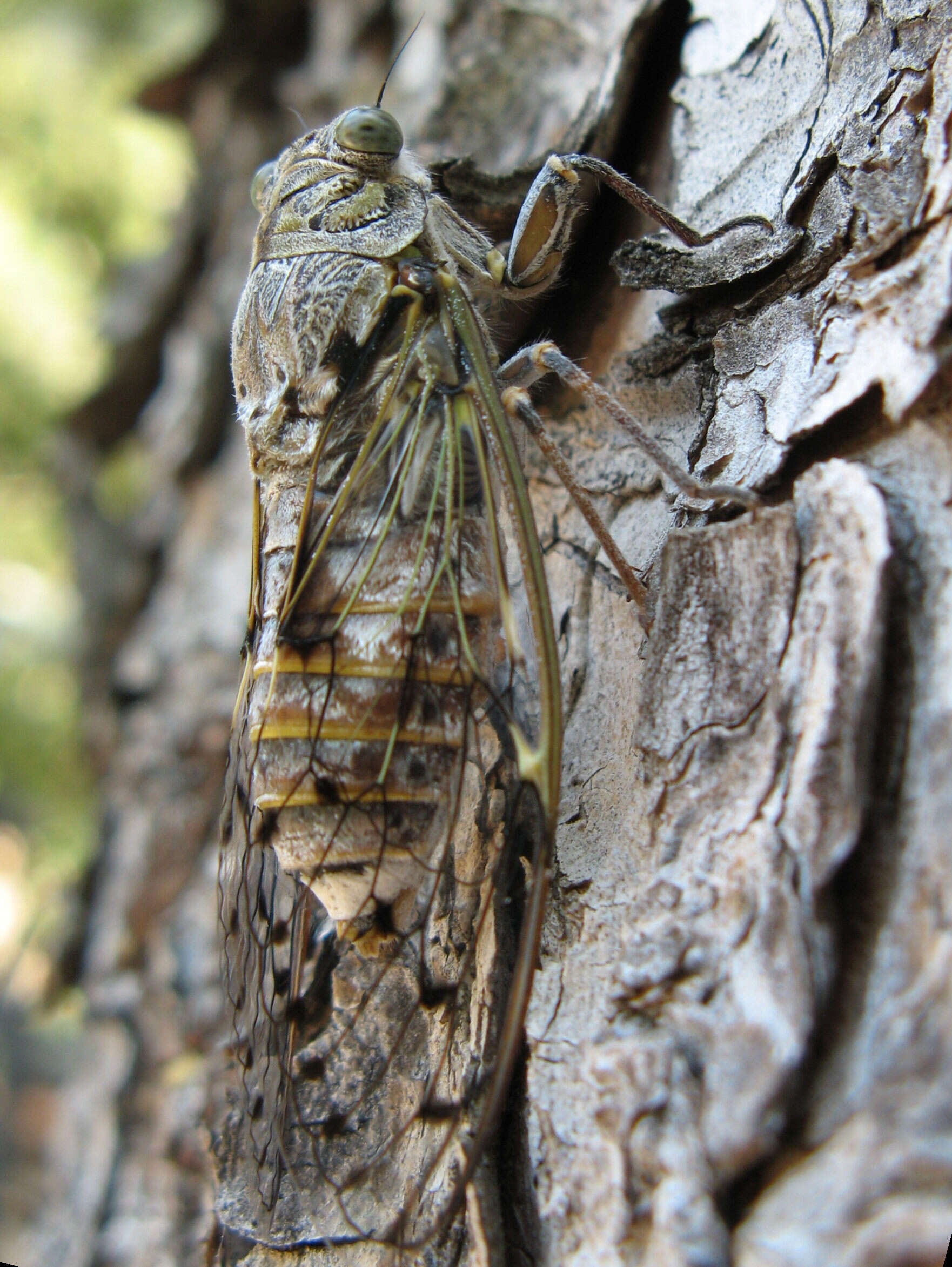 Image of Cicada orni Linnaeus 1758