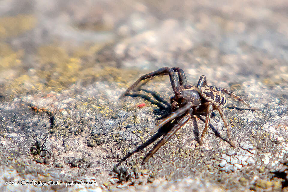 Image of Xysticus emertoni Keyserling 1880