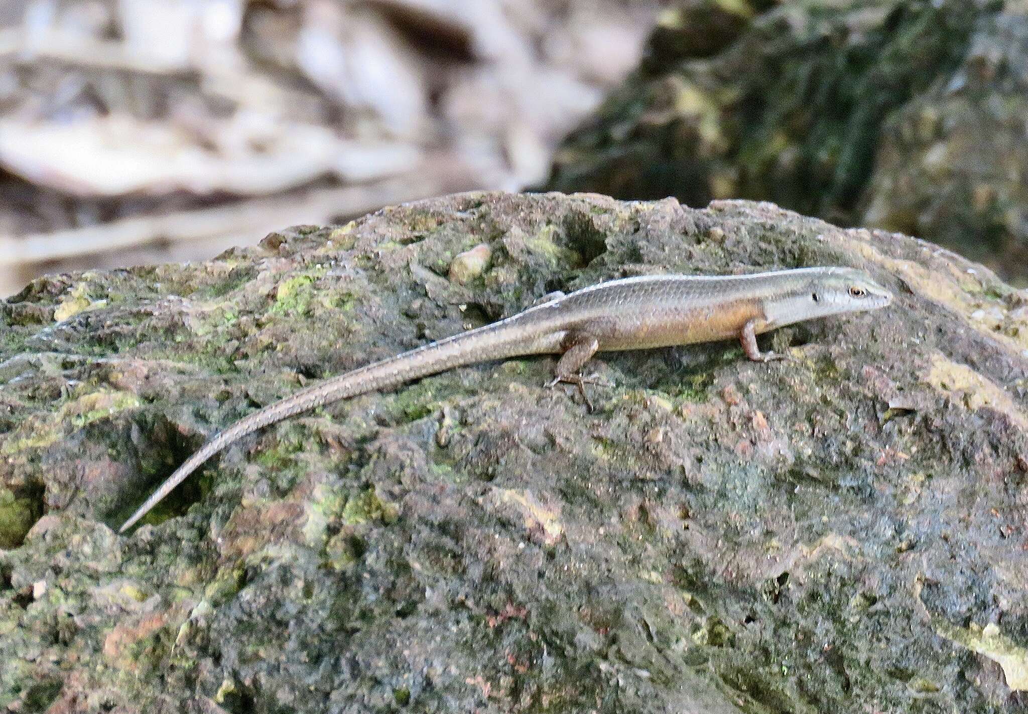 Image of Closed-litter Rainbow-skink