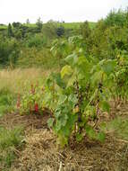 Image of Black Currant