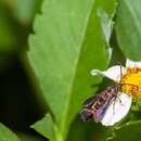 Image of Texana Clearwing Moth