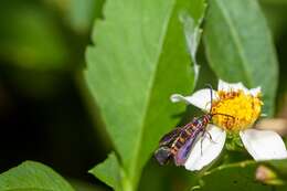 Image of Texana Clearwing Moth