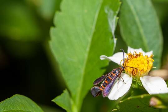 Image of Texana Clearwing Moth