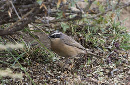 Image of Brown Accentor