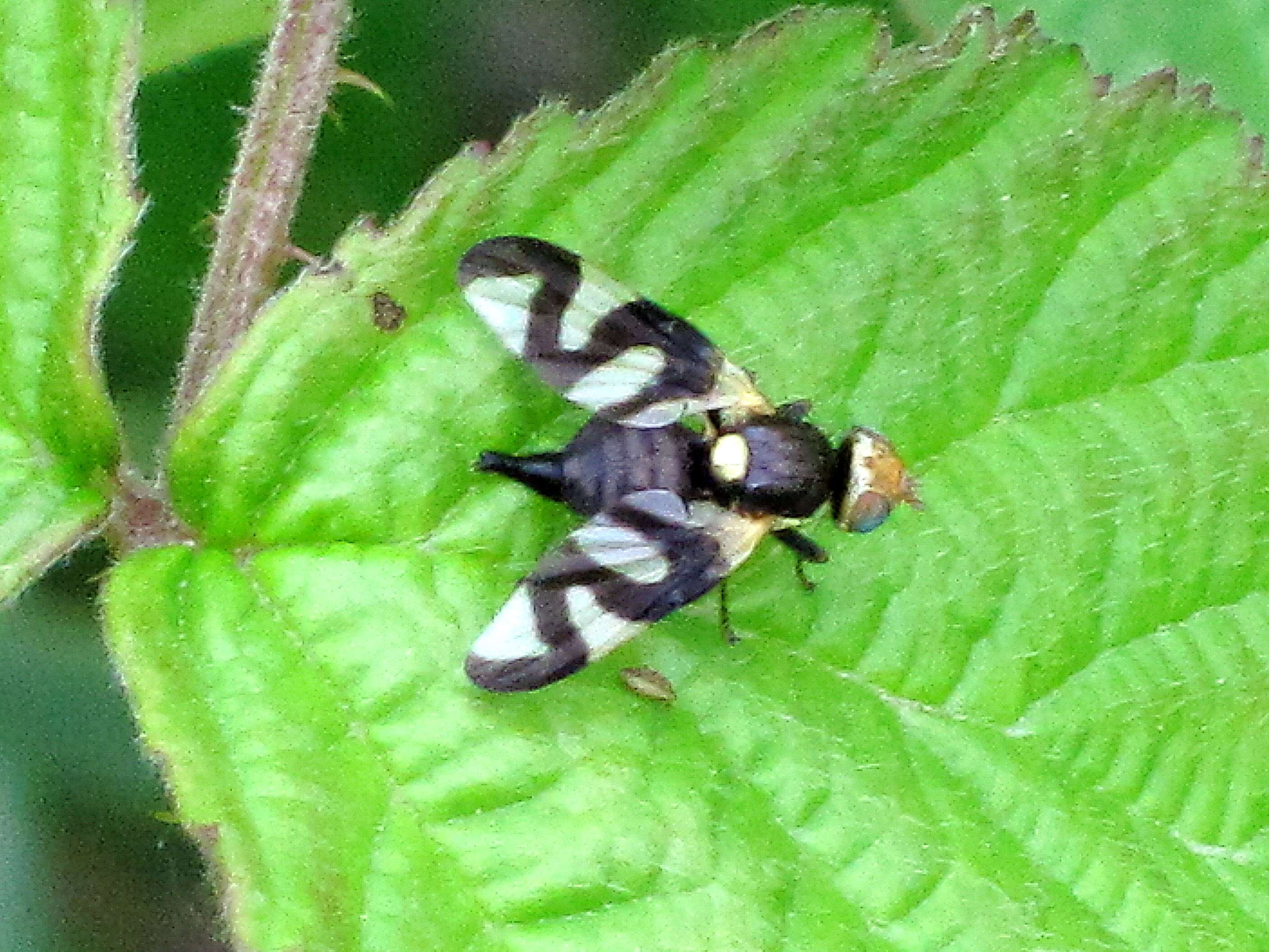 Image of Urophora cardui (Linnaeus 1758)