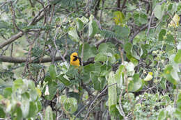 Image of Black-necked Weaver