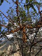 Image of Hippophae salicifolia D. Don