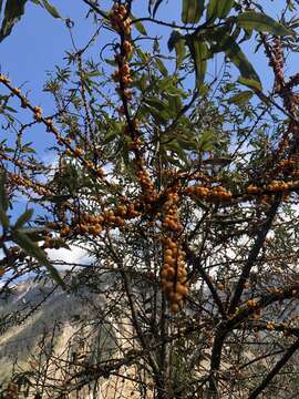 Image de Hippophae salicifolia D. Don