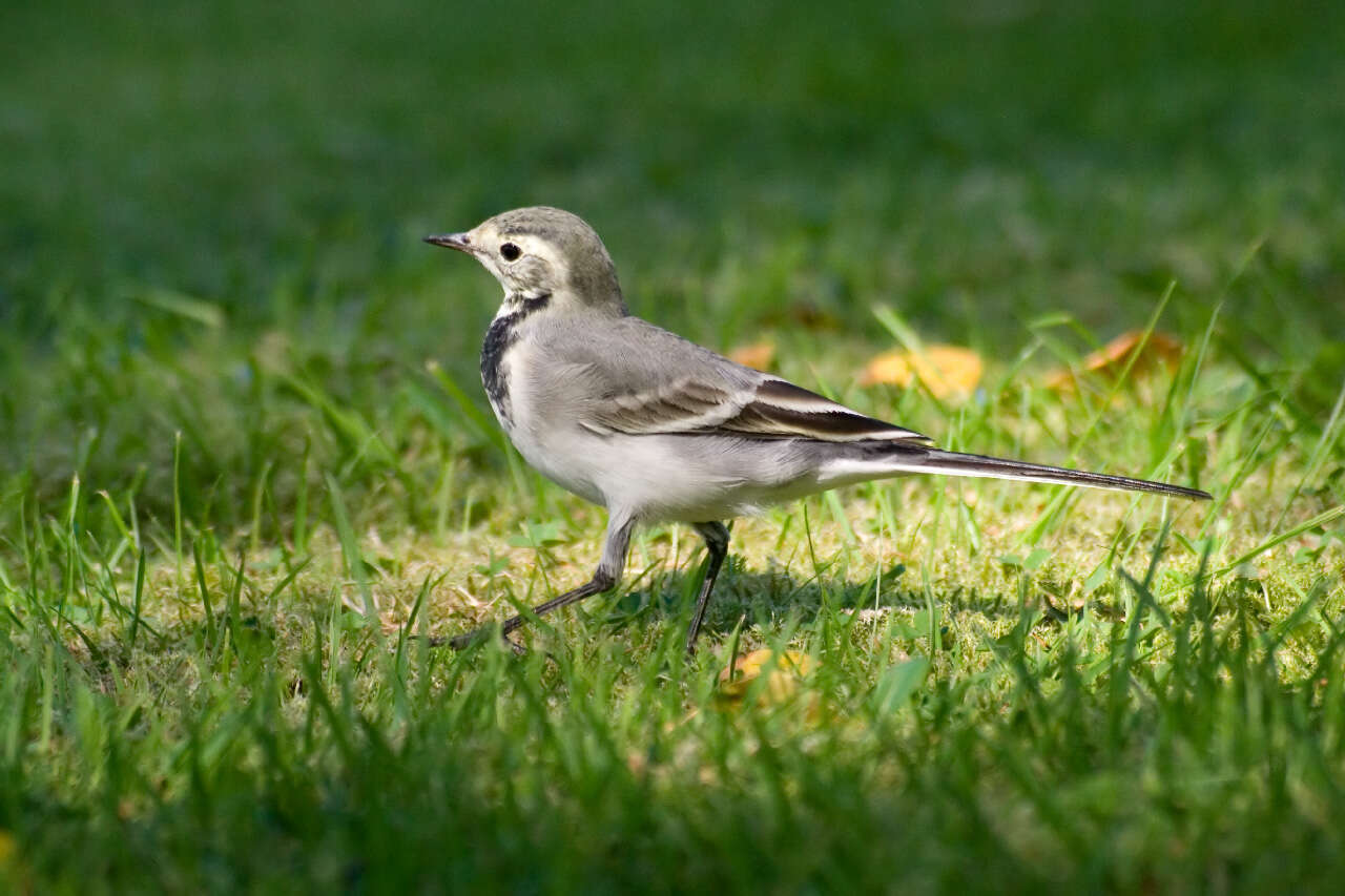 Image of Pied Wagtail and White Wagtail