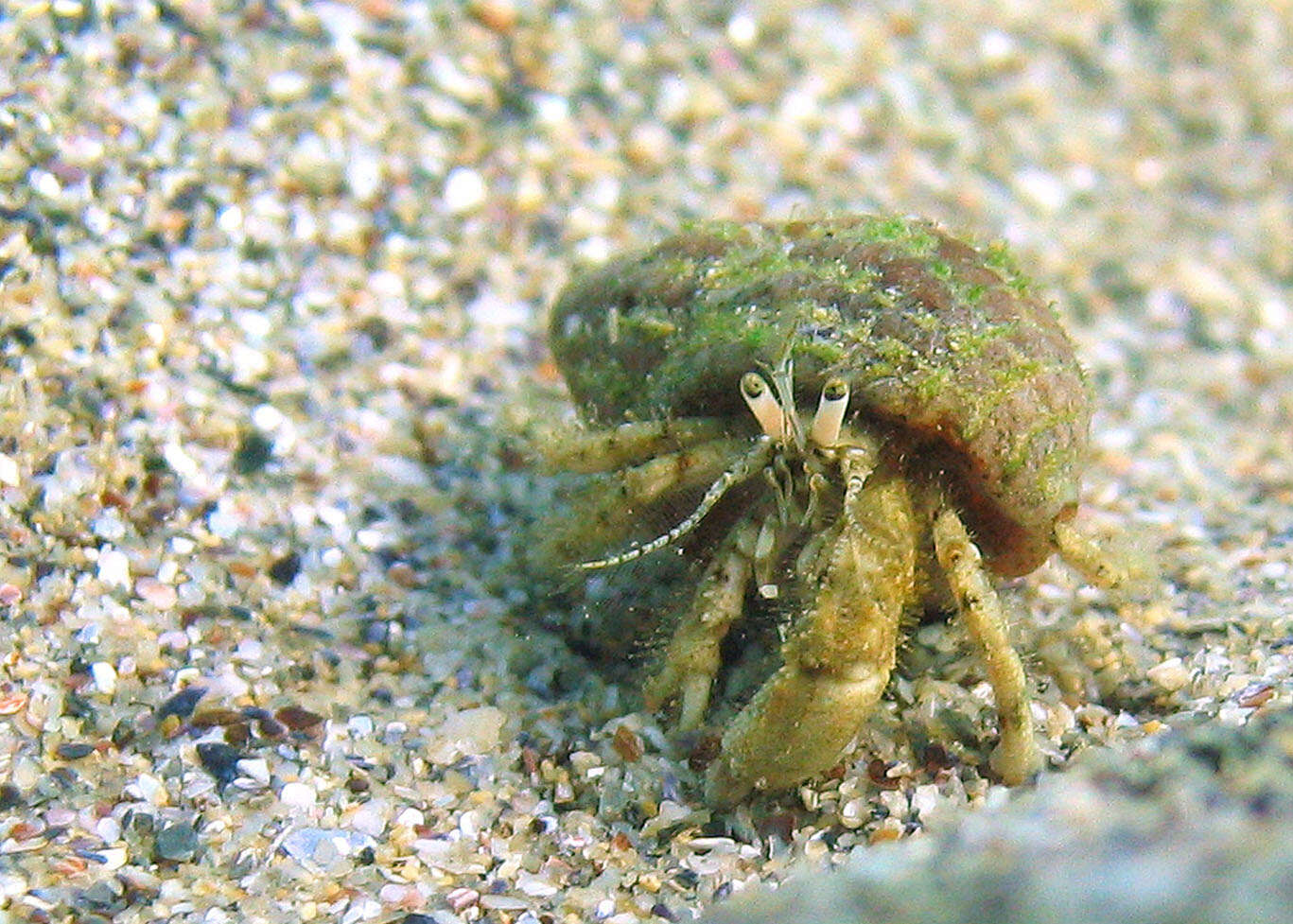 Image of Roux's hermit crab