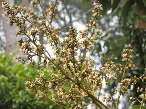 Image of lychee