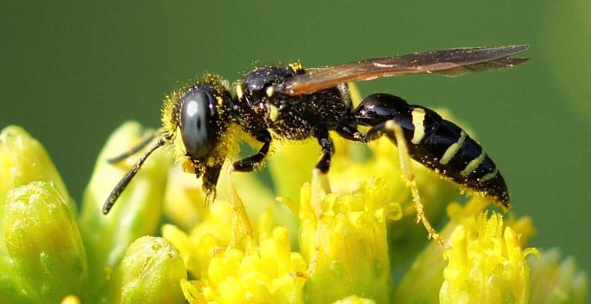 Imagem de Philanthus lepidus Cresson 1865