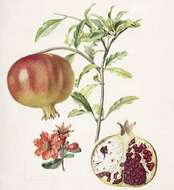 Image of pomegranate