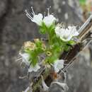 Слика од Echium simplex DC.