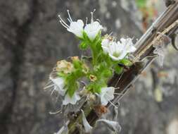 Слика од Echium simplex DC.