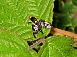 Image of Urophora cardui (Linnaeus 1758)