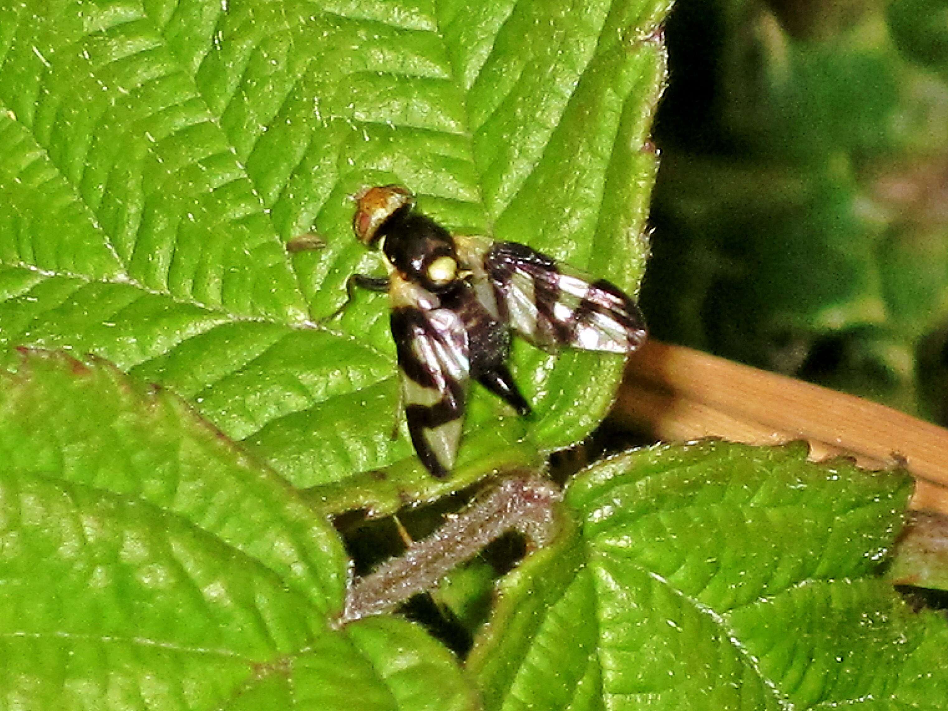 Image of Urophora cardui (Linnaeus 1758)