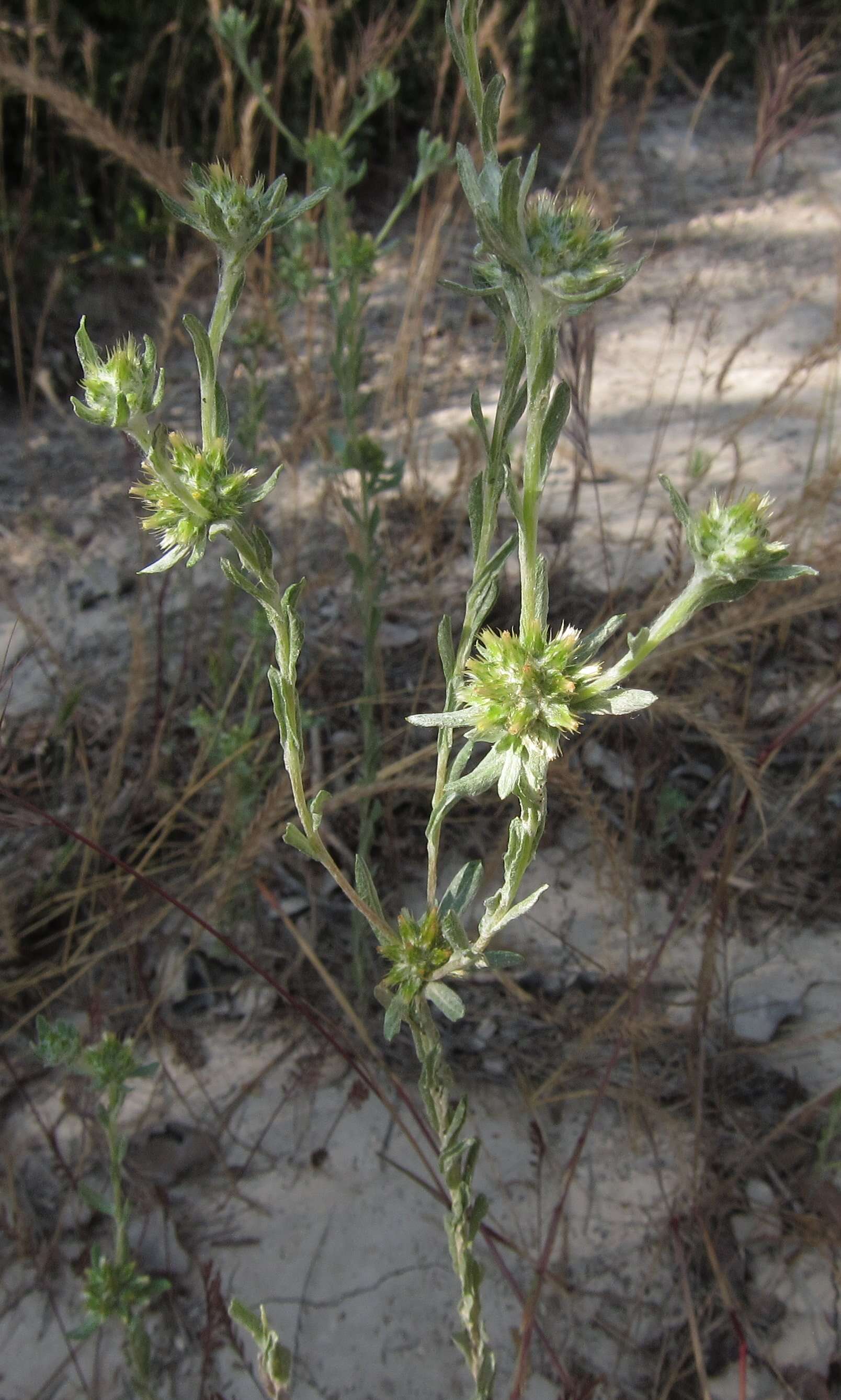 Image of broad-leaved cutweed