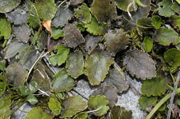 Image of Gunnera densiflora Hook. fil.