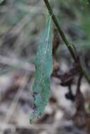 Image of showy goldenrod