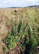 Image of Orpine