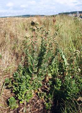 Image of Orpine