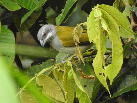 Image of Parkerthraustes Remsen 1997