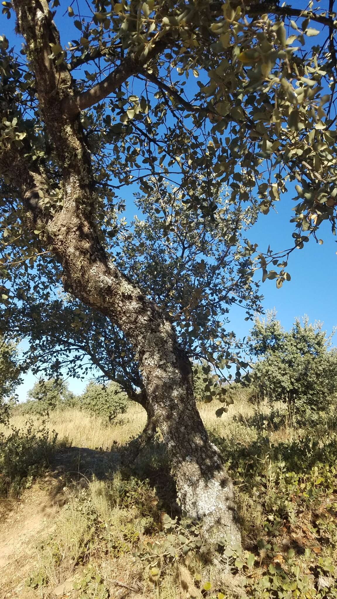 Image of Evergreen Oak