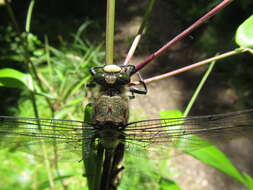 Image of Chilean Petaltail