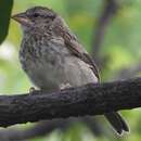 Image of Tumbes Sparrow