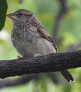 Image of Stripe-capped and Tumbes Sparrows