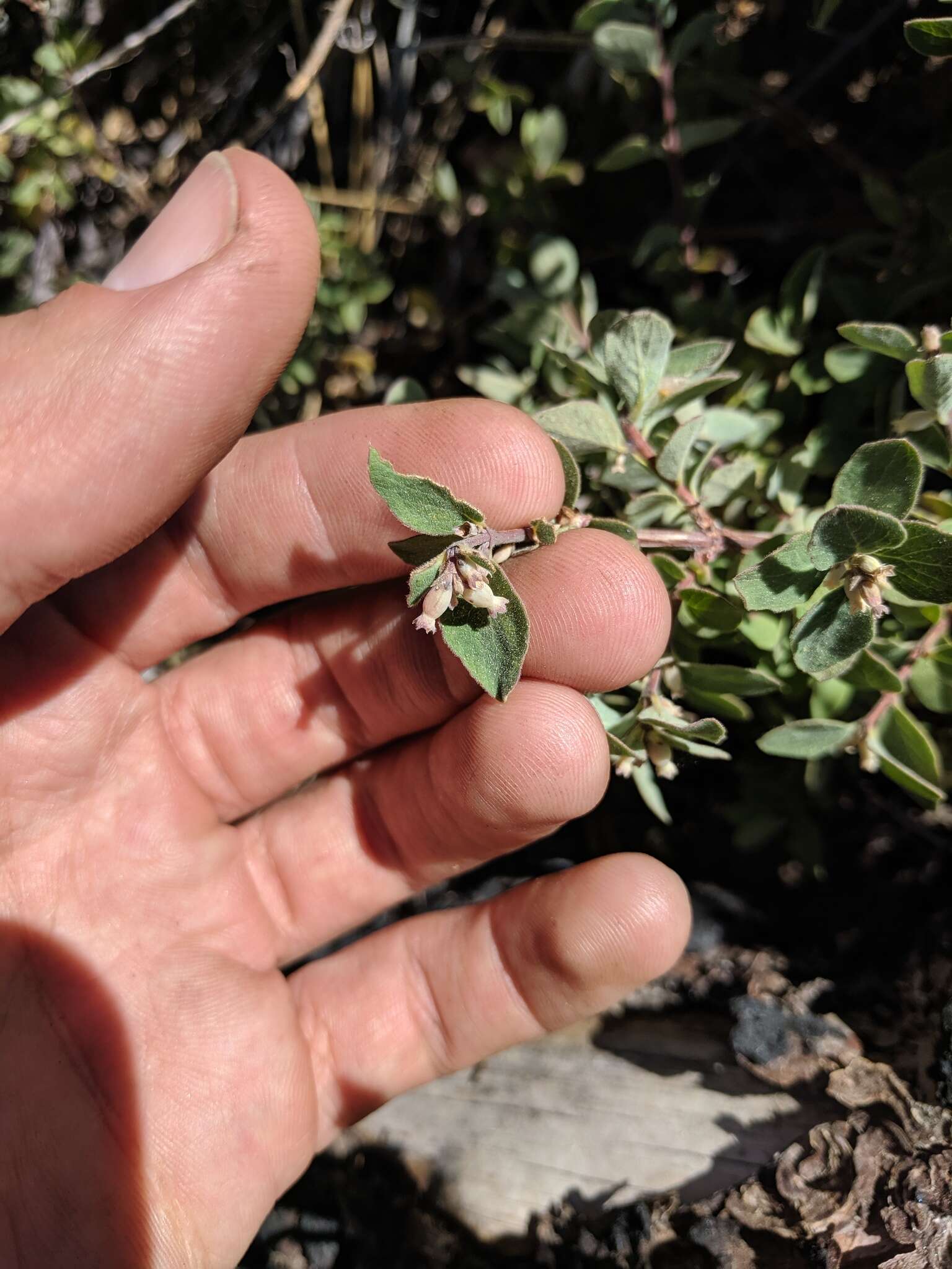 Image of Parish's snowberry