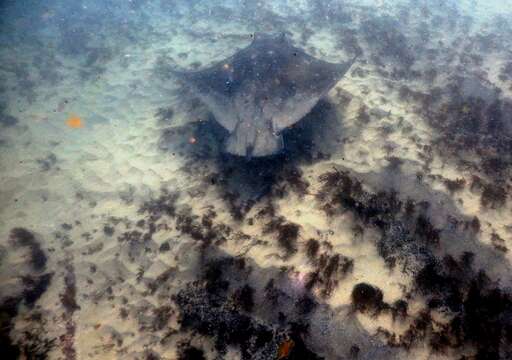 Image of Australian Eagle Ray