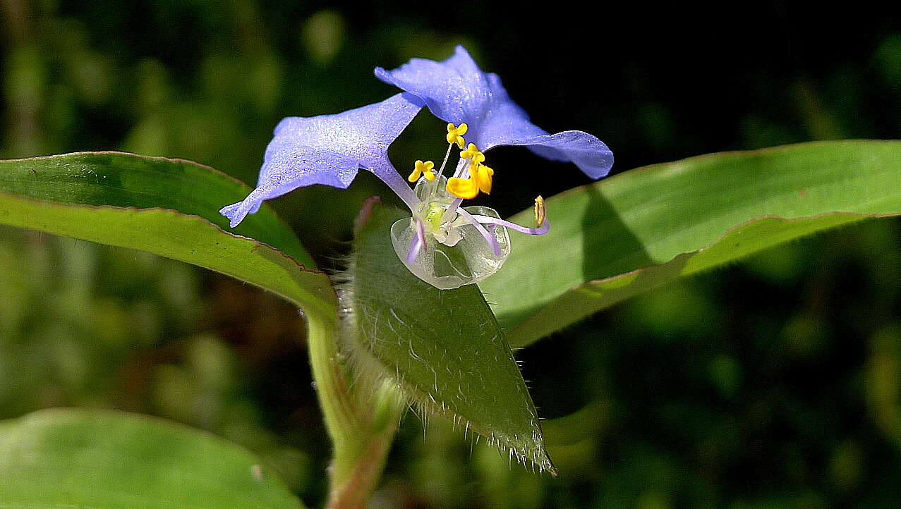 Image of Blousel Blommetjie