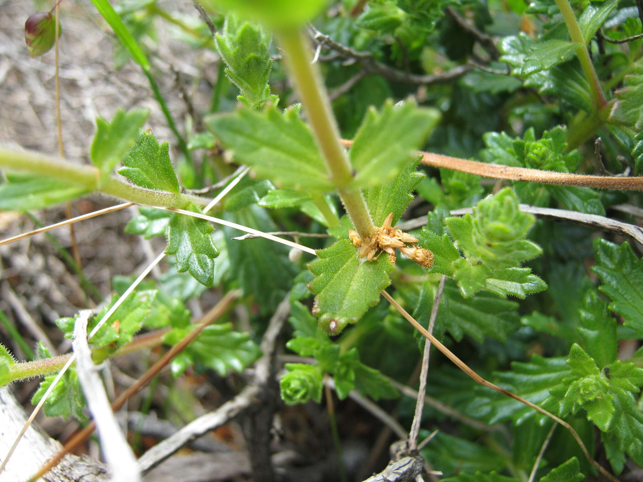 Imagem de Euphrasia collina subsp. osbornii W. R. Barker