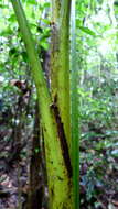 Image of Assai palm