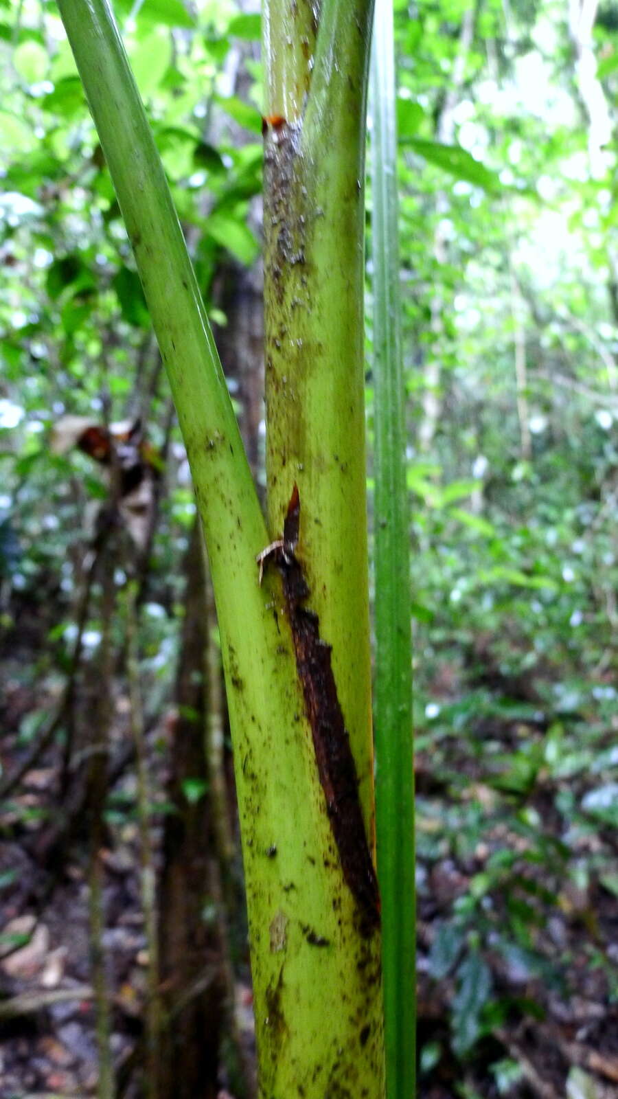 Image of Assai palm