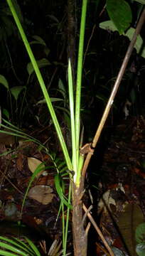 Image of Assai palm