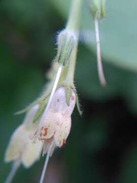 Image of Symphytum bulbosum C. Schimper