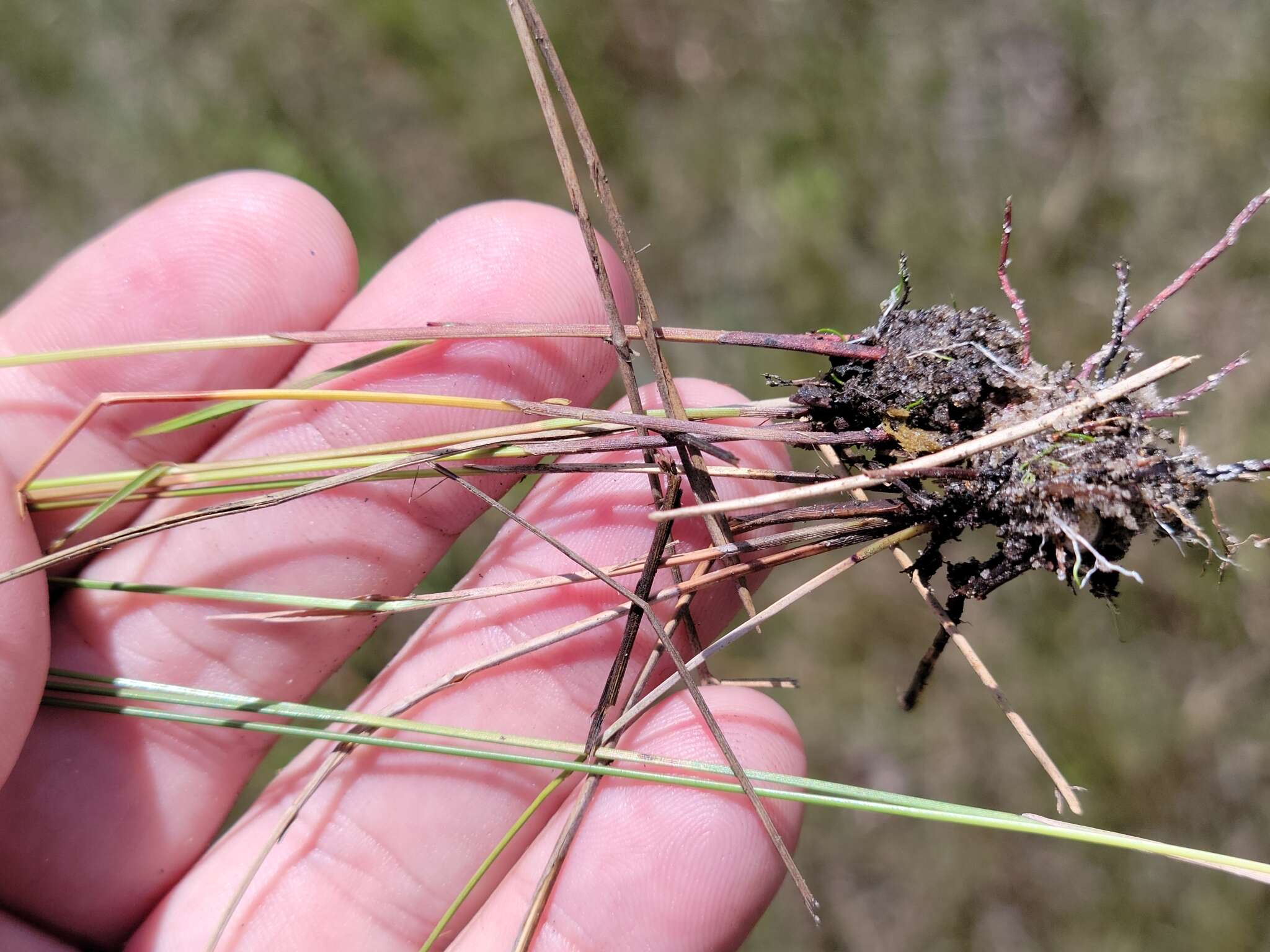 Image of Slender-Fruit Nut-Rush