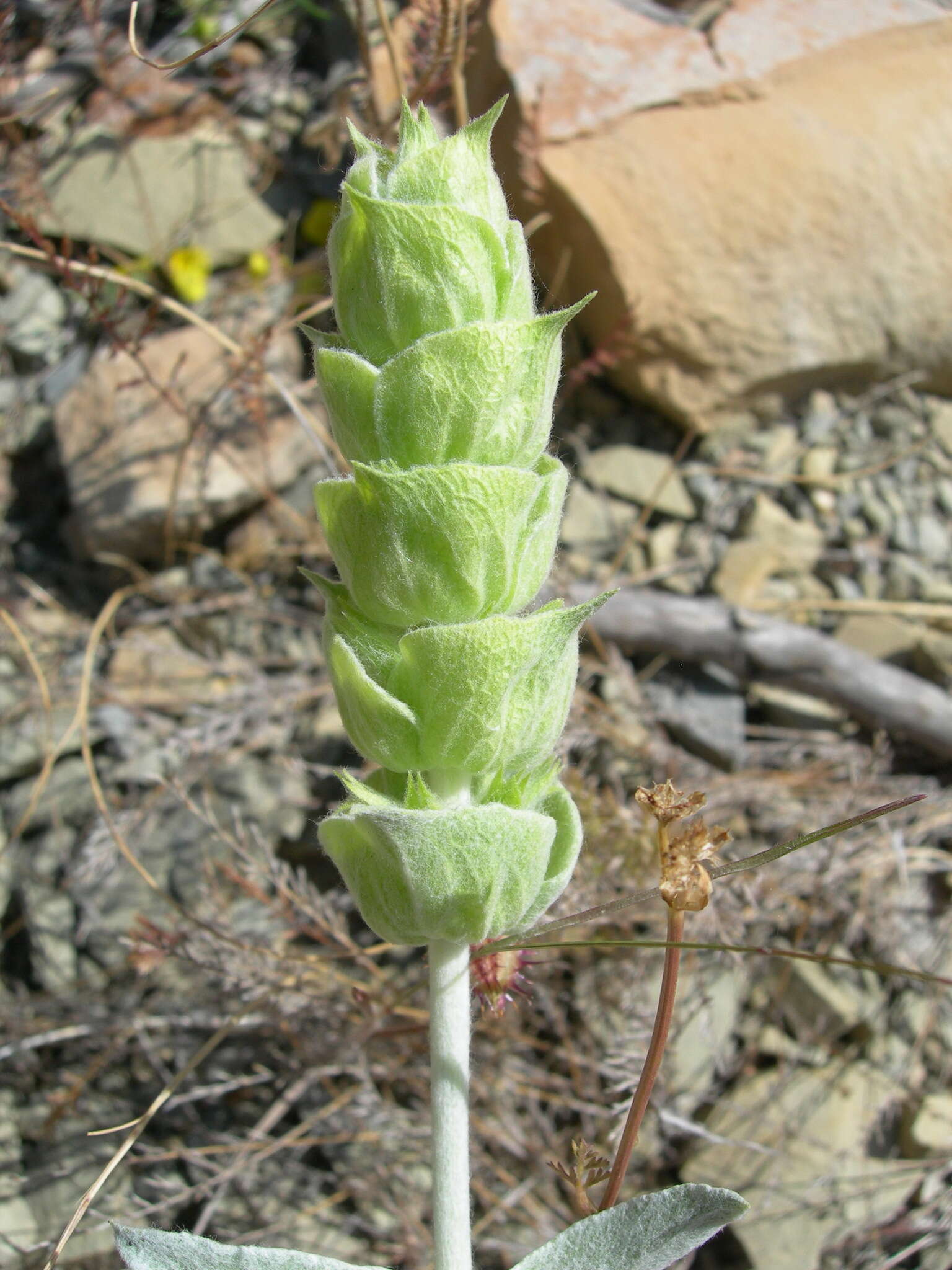 Слика од Sideritis euxina Juz.