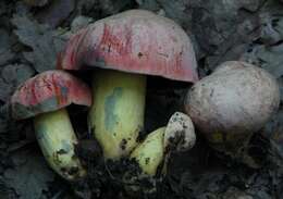 Image of wolf bolete