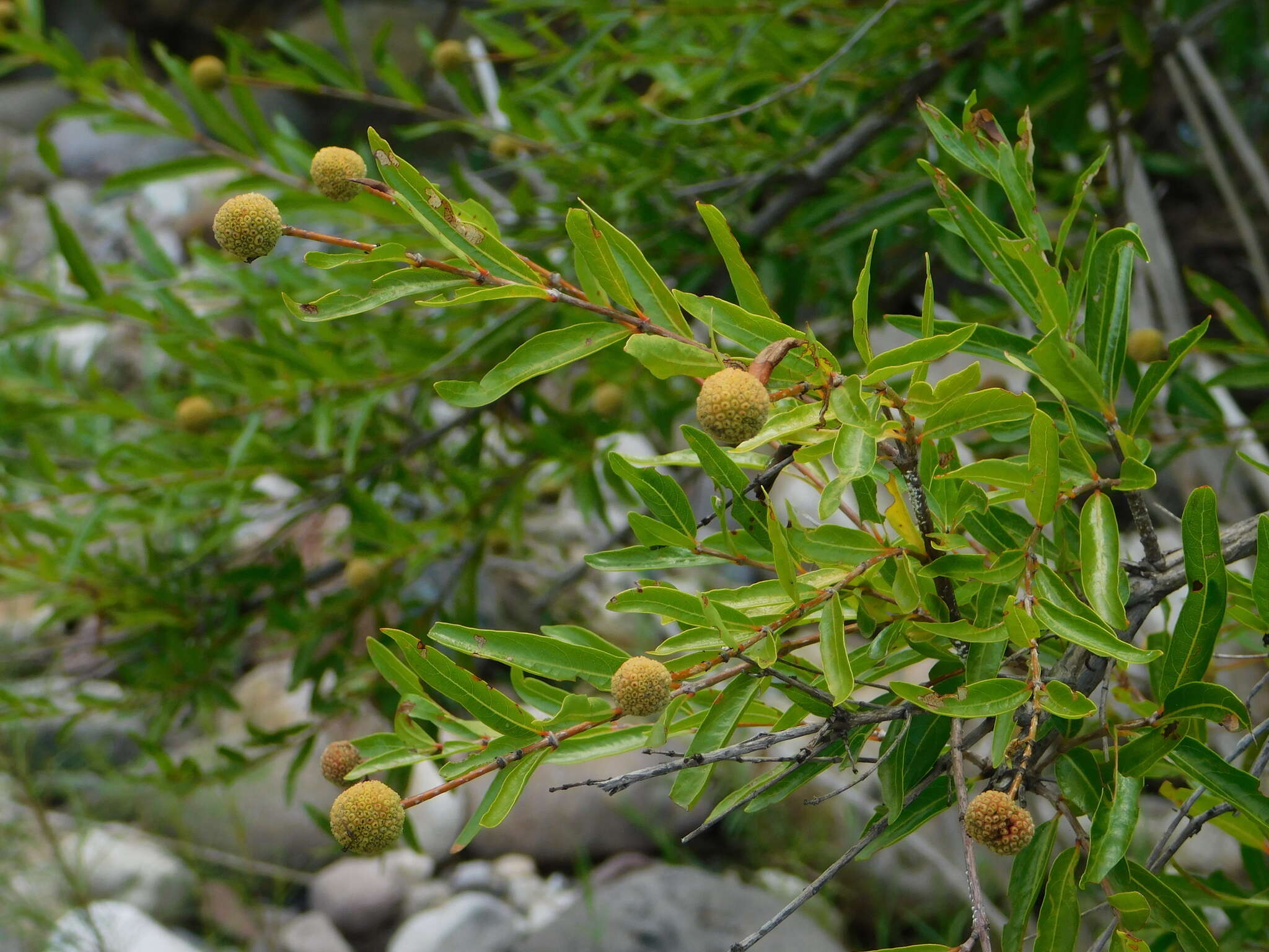 Image de Cephalanthus salicifolius Humb. & Bonpl.