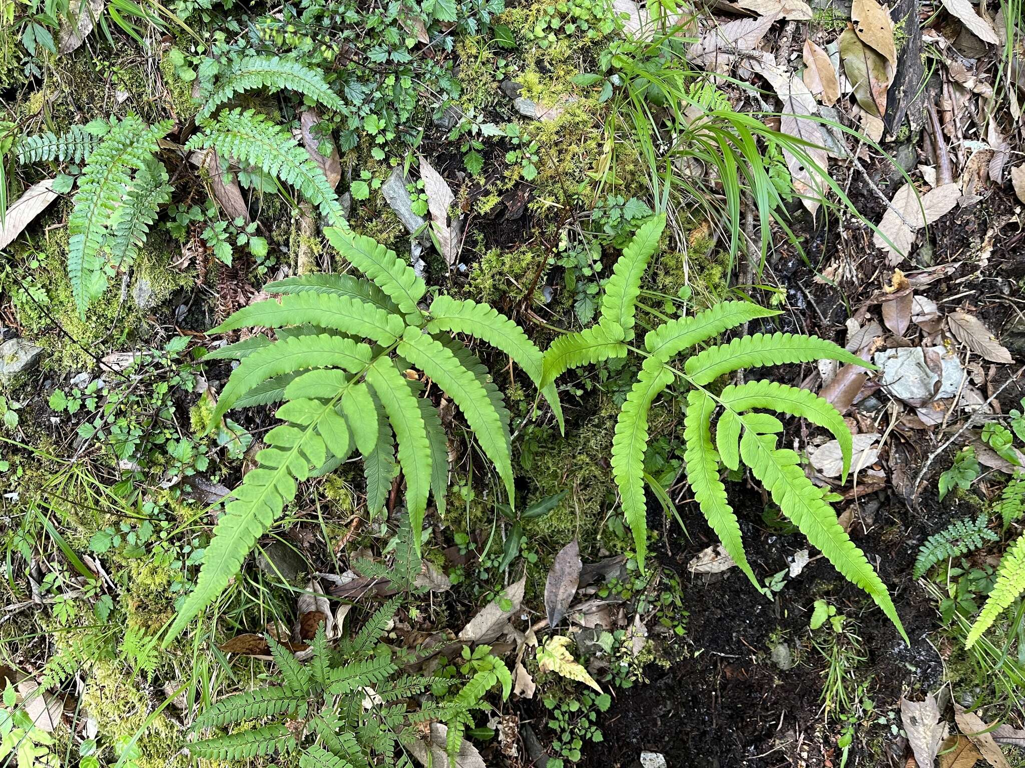 Image of Dryopteris toyamae Tag.