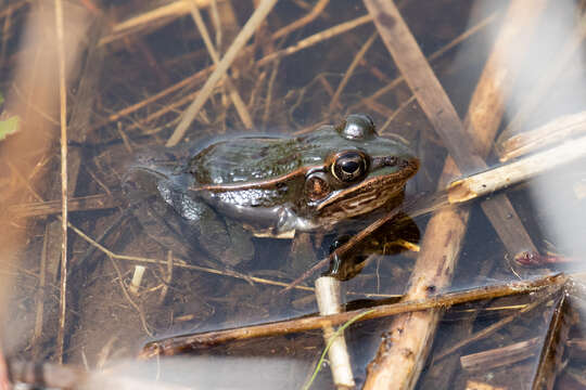 Image of Atlantic Coast leopard frog