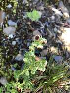 Imagem de Artemisia tsugitakaensis (Kitam.) Ling & Y. R. Ling