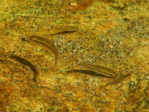 Image of Languedoc minnow