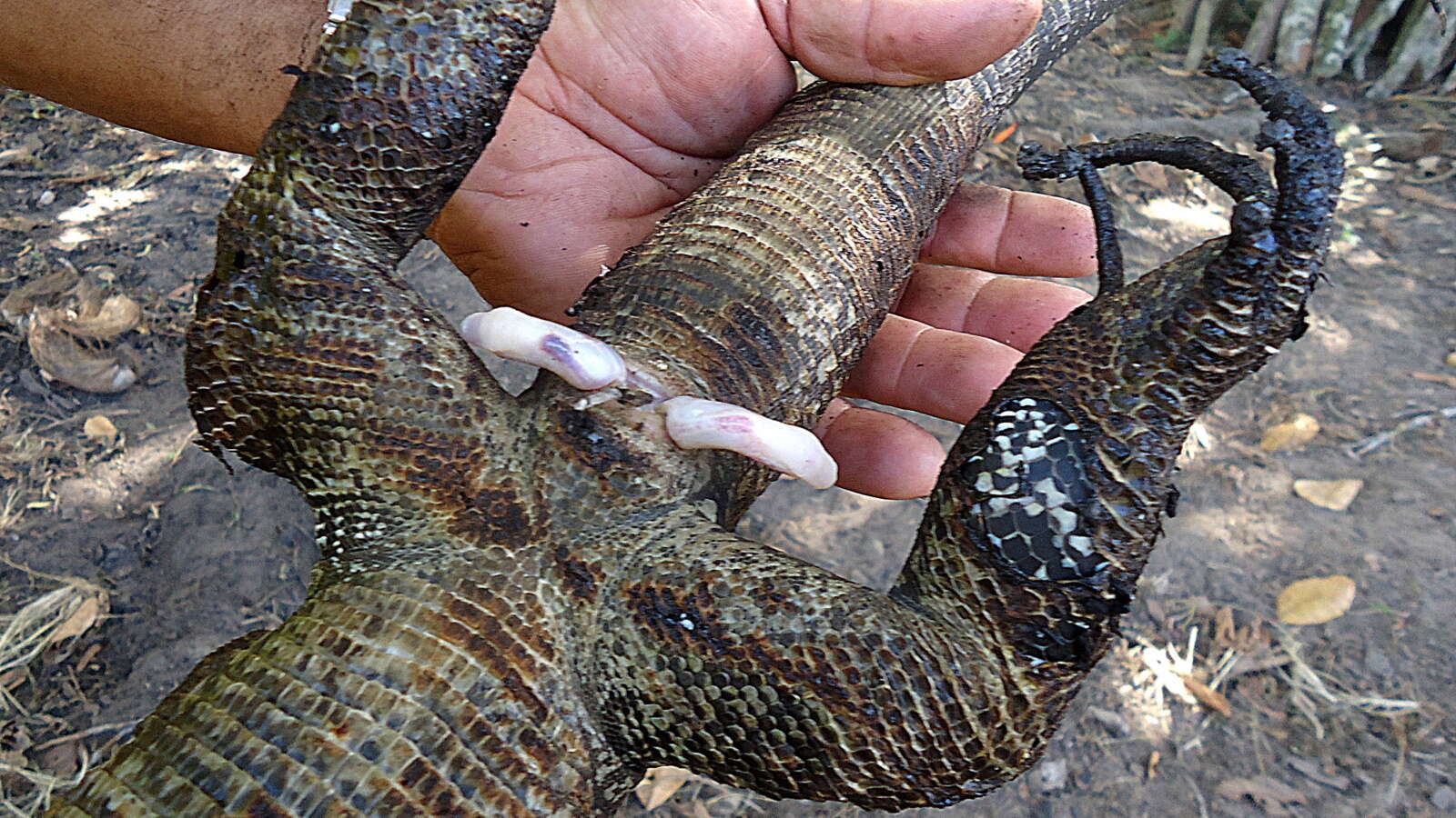 Image of Gold tegu