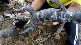 Image of Gold tegu