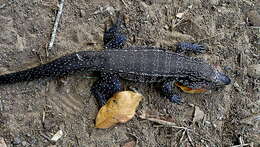 Image of Gold tegu